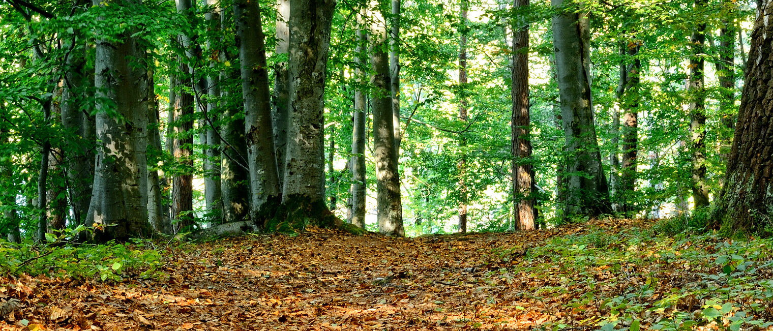 Wald. Bild: Antranias / pixabay.com