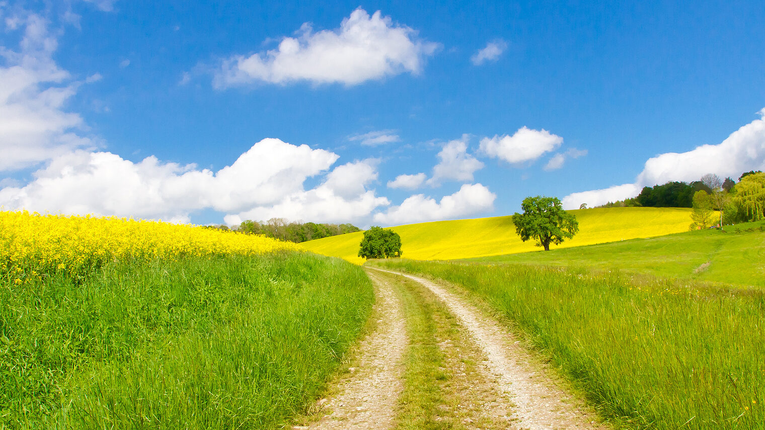 Frühling, Umwelt, Sonne, Feld. Bild: Jürgen Fälchle / stock.adobe.com