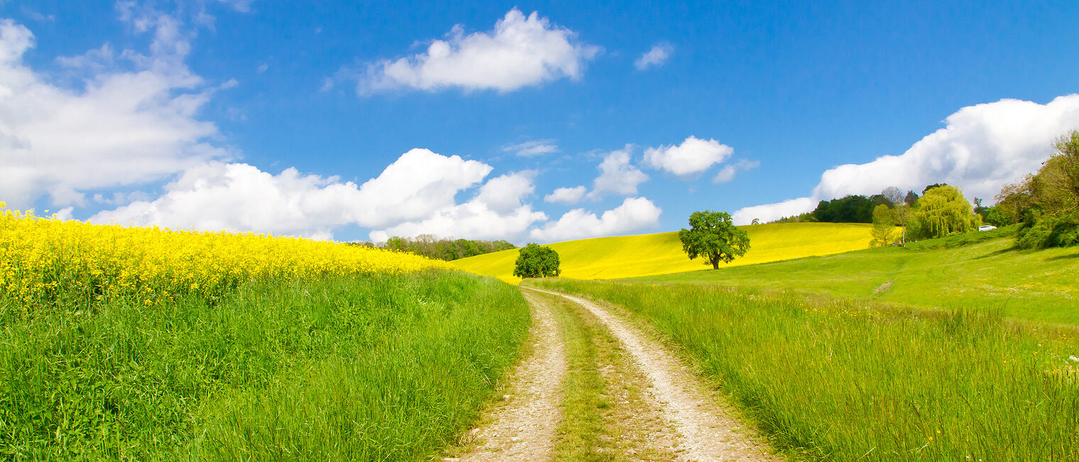 Frühling, Umwelt, Sonne, Feld. Bild: Jürgen Fälchle / stock.adobe.com