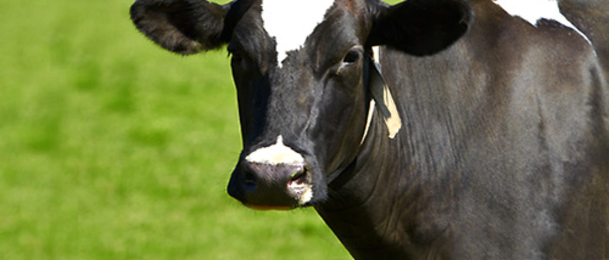 Kopf einer Milchkuh. Bild: fotolia.com / Christian Schwier