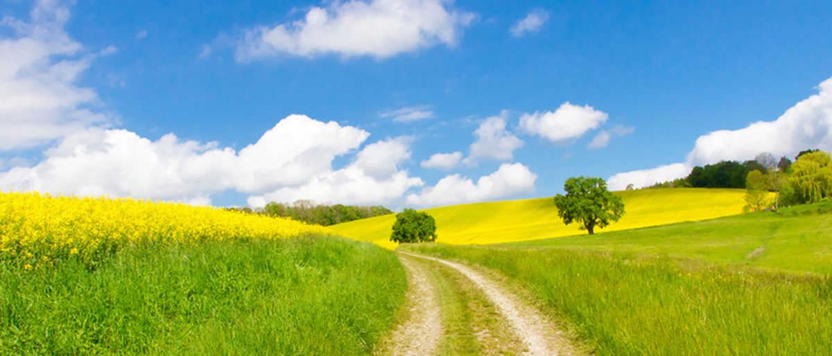 frhling, natur, weg, panorama, rapsfeld, wandern, blumen, raps, landwirtschaft, baum, gelb, wanderung, feld, acker, glaube, wiese, kologie, sonne, himmel, grn, gesundheit, panoramaaufnahme, blumenwiese, urlaub, bio, lndlich, bodensee, feldweg, zukunft, umweltschutz, blumen, biodiesel, landschaft, freiheit, farbe, ausblick, idyllisch, rapsl, aussicht, energie, sommer, l, schn, erneuerbare, baden wrttemberg, gesund, ruhe, deutschland