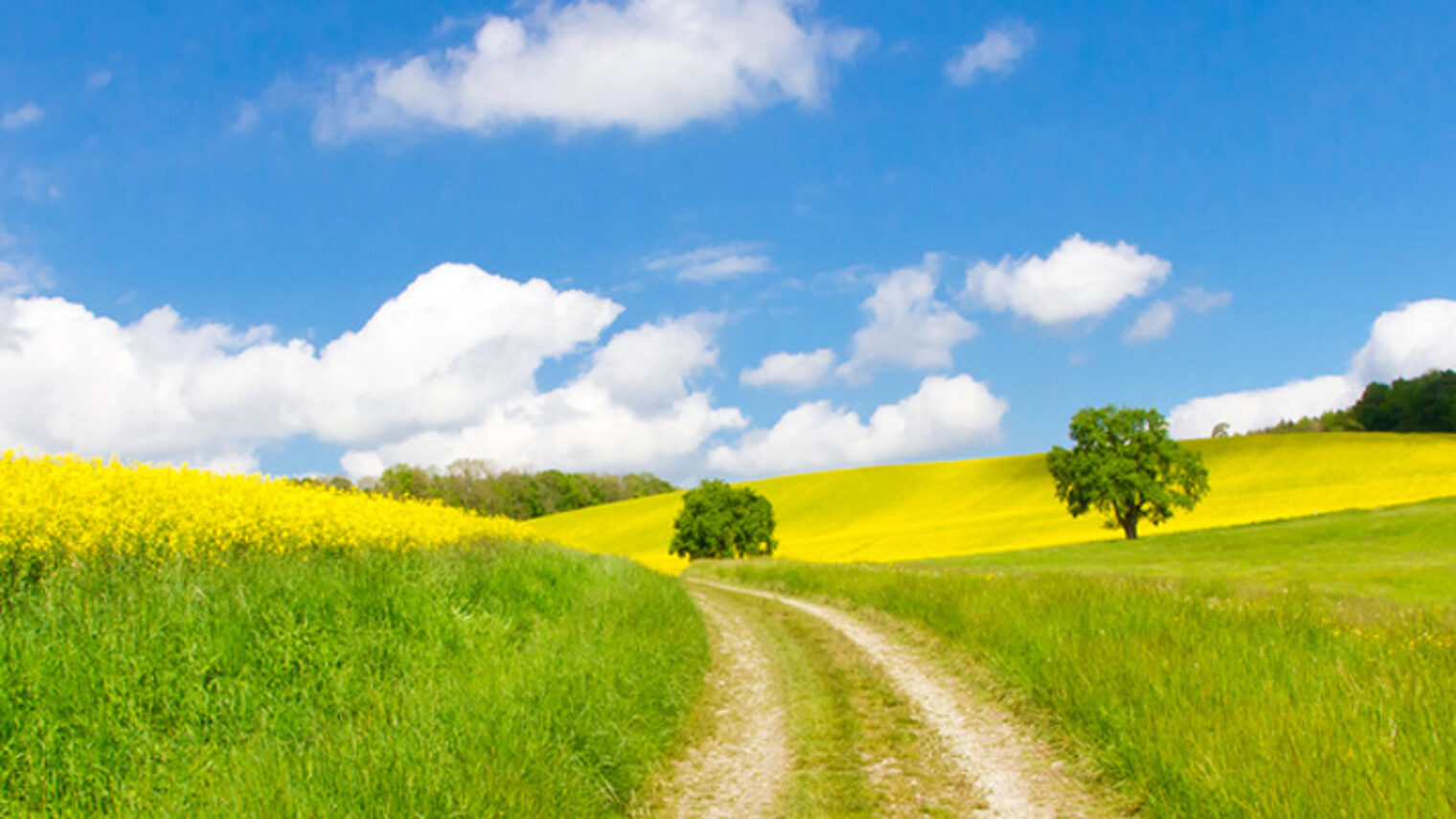 frhling, natur, weg, panorama, rapsfeld, wandern, blumen, raps, landwirtschaft, baum, gelb, wanderung, feld, acker, glaube, wiese, kologie, sonne, himmel, grn, gesundheit, panoramaaufnahme, blumenwiese, urlaub, bio, lndlich, bodensee, feldweg, zukunft, umweltschutz, blumen, biodiesel, landschaft, freiheit, farbe, ausblick, idyllisch, rapsl, aussicht, energie, sommer, l, schn, erneuerbare, baden wrttemberg, gesund, ruhe, deutschland