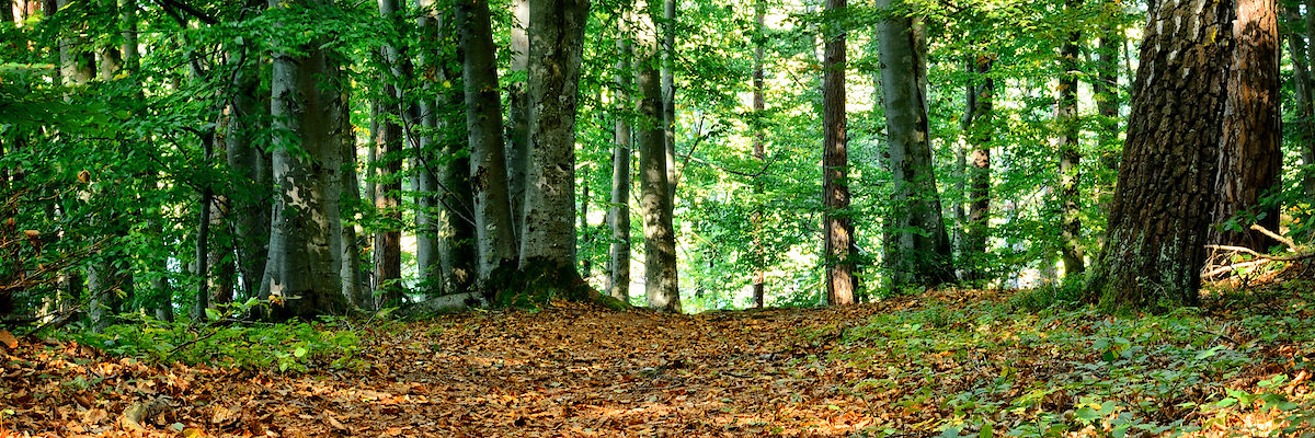 Wald. Bild: Antranias / pixabay.com