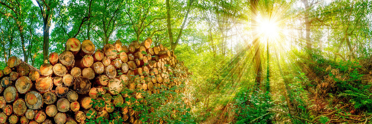 Wald mit einem Stapel abgesägter Baumstämme bei strahlendem Sonnenschein Schlagwort(e): Wald, Sonne, Baumstämme, Stapel, Bäume, Holz, Brennholz, Sonnenstrahlen, Natur, Abholzung, Holzwirtschaft, Ökosystem, Rohstoff, abgesägt, Feuerholz, Forstwirtschaft, Naturschutz, Umwelt, Umweltschutz, Nachhaltigkeit, nachwachsen, abgesägte Baumstämme, Haufen, viele, Sommer, lagern, Laubwald, Ressourcen, Rohstoffe, Lichtung, Waldlichtung, Pflanzen, abgeschnitten, Stamm, Holzstämme, Holzernte, Industrie, Rundholz, Waldarbeit