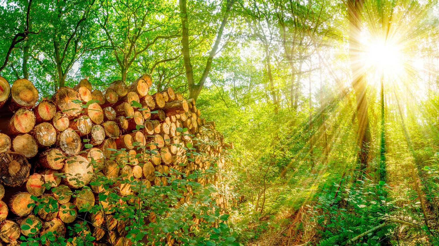 Wald mit einem Stapel abgesägter Baumstämme bei strahlendem Sonnenschein Schlagwort(e): Wald, Sonne, Baumstämme, Stapel, Bäume, Holz, Brennholz, Sonnenstrahlen, Natur, Abholzung, Holzwirtschaft, Ökosystem, Rohstoff, abgesägt, Feuerholz, Forstwirtschaft, Naturschutz, Umwelt, Umweltschutz, Nachhaltigkeit, nachwachsen, abgesägte Baumstämme, Haufen, viele, Sommer, lagern, Laubwald, Ressourcen, Rohstoffe, Lichtung, Waldlichtung, Pflanzen, abgeschnitten, Stamm, Holzstämme, Holzernte, Industrie, Rundholz, Waldarbeit