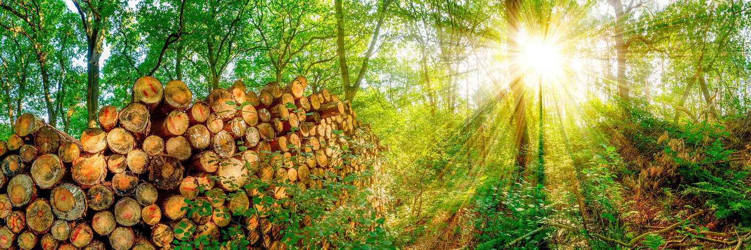 Wald mit einem Stapel abgesägter Baumstämme bei strahlendem Sonnenschein Schlagwort(e): Wald, Sonne, Baumstämme, Stapel, Bäume, Holz, Brennholz, Sonnenstrahlen, Natur, Abholzung, Holzwirtschaft, Ökosystem, Rohstoff, abgesägt, Feuerholz, Forstwirtschaft, Naturschutz, Umwelt, Umweltschutz, Nachhaltigkeit, nachwachsen, abgesägte Baumstämme, Haufen, viele, Sommer, lagern, Laubwald, Ressourcen, Rohstoffe, Lichtung, Waldlichtung, Pflanzen, abgeschnitten, Stamm, Holzstämme, Holzernte, Industrie, Rundholz, Waldarbeit