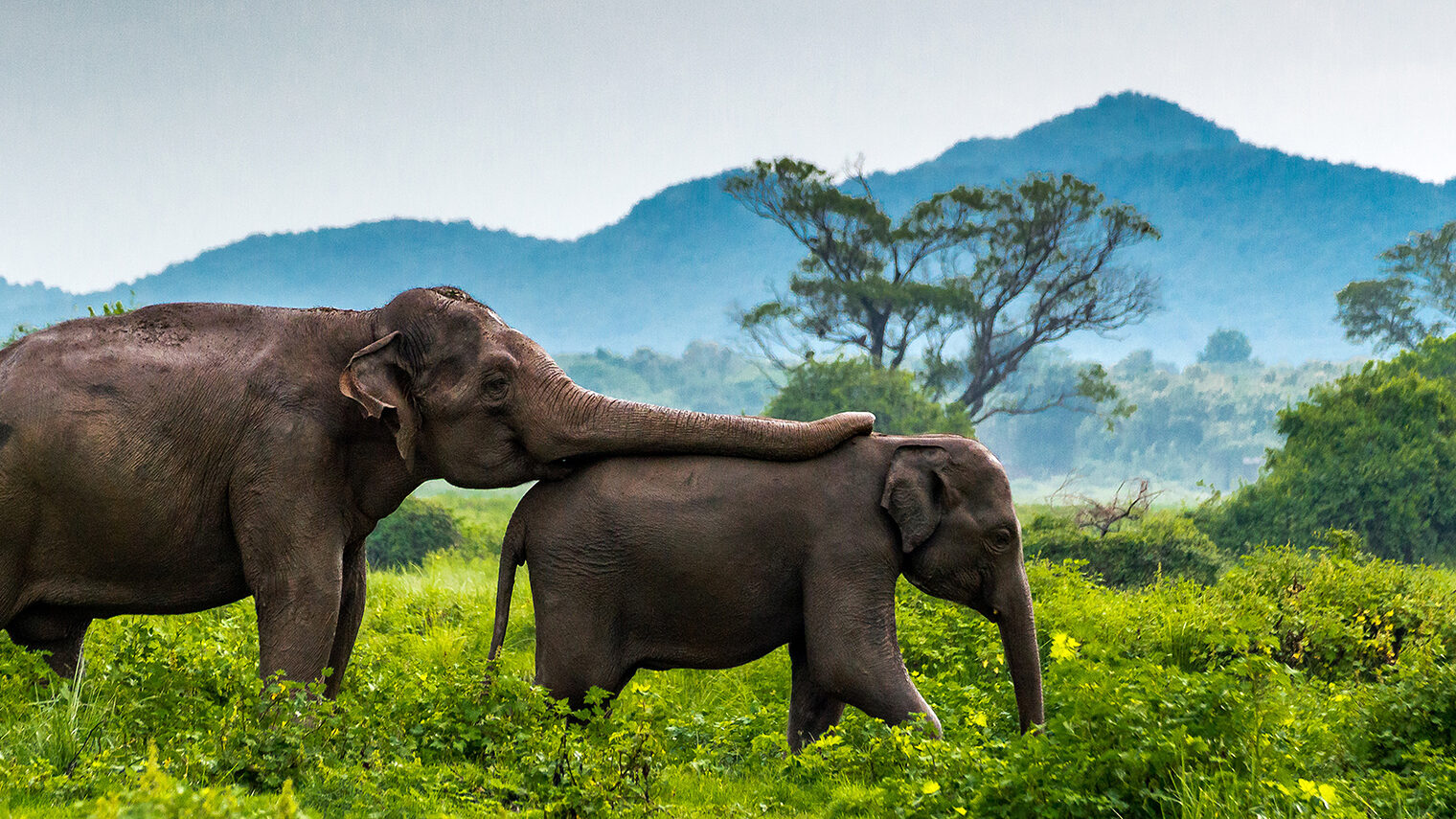 elephant, animal, safari, mammal, wildlife, nature, elephants, wild, sri lanka, big, animals, trunk, savanna, grass, baby, park, national, travel, asian elephant, sky, mountain, tusk, pachyderm, minneriya, summer, landscape, landscapes, tree, elefante, parque nacional, trompa, paquidermo, colmillo, ivory, marfil, verde, azul, paisaje, montaña, mamifero, naturaleza, vida salvaje, sabana, selva, cielo, viaje, bebé, cría, salvaje